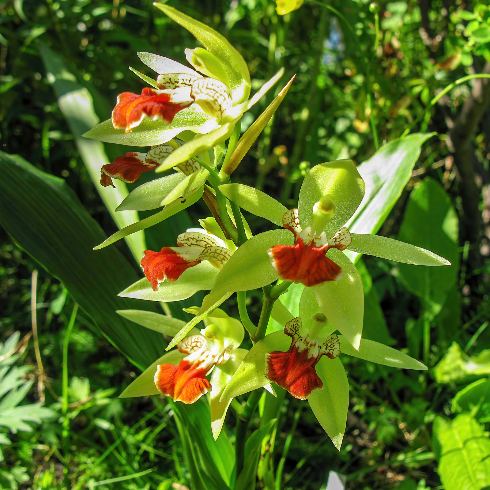 Coelogyne salvaneraniana