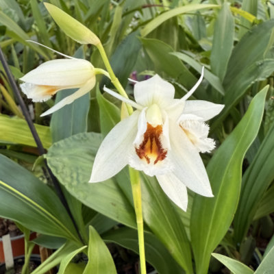 Coelogyne sanderae