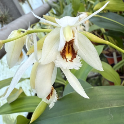 Coelogyne sanderae