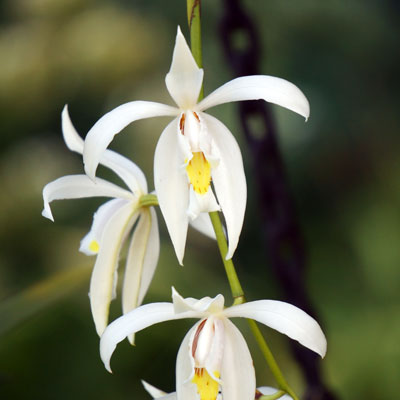 Coelogyne sandereana