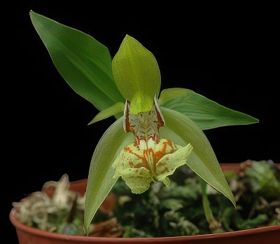 Coelogyne schilleriana