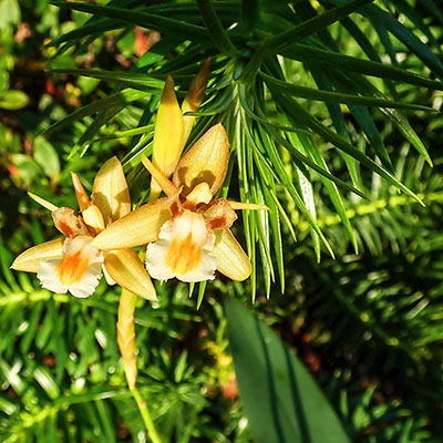 Coelogyne schultesii