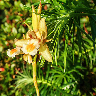 Coelogyne schultesii