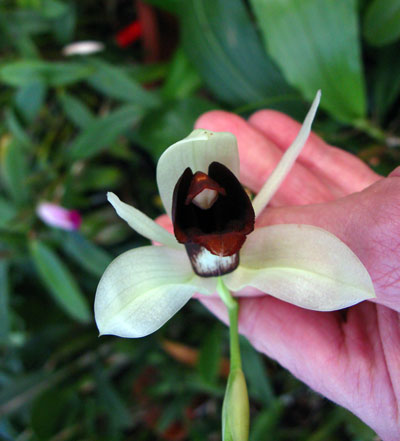 Coelogyne usitana