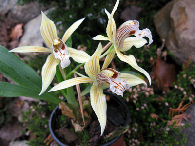 Coelogyne weixiense, gelber Typ