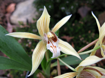 Coelogyne weixiense