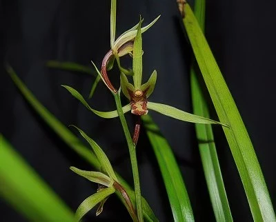 Cymbidium kanran