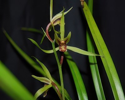 Cymbidium kanran