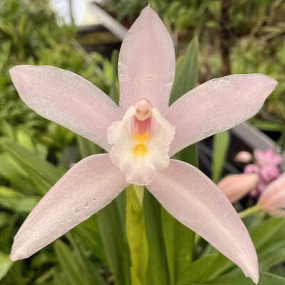 Cymbidium wadae