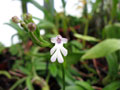 Cynorkis fastigiata
