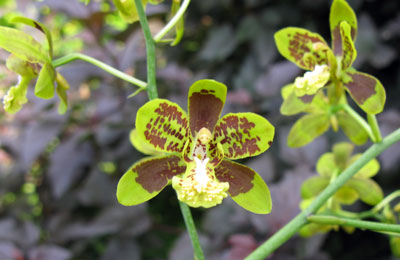 Cyrtopodium paniculatum