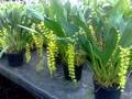 Dendrochilum abbreviatum