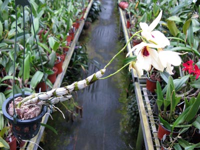 Dendrobium albosanguineum