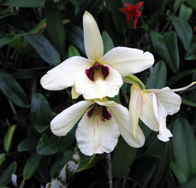 Dendrobium albosanguineum