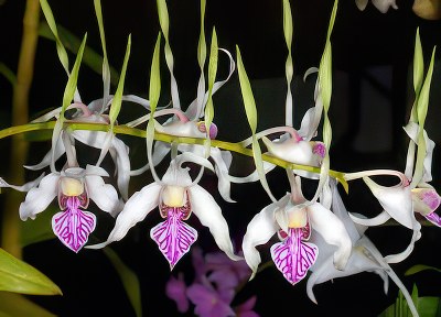 Dendrobium antennatum