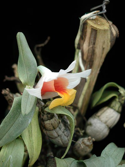 Dendrobium bellatulum