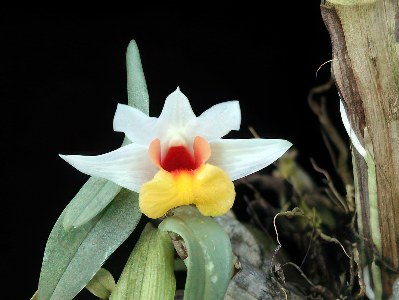 Dendrobium bellatulum