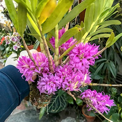 Dendrobium bracteosum