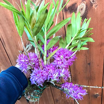 Dendrobium bracteosum