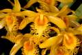 Dendrobium brymerianum