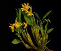 Dendrobium brymerianum
