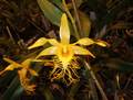 Dendrobium brymerianum