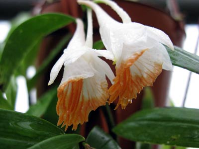 Dendrobium chapaense