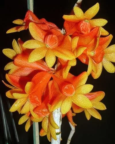 Dendrobium chrysopterum
