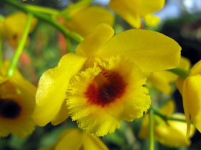 Dendrobium chrysotoxum var. suavissimum