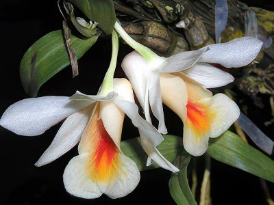 Dendrobium chrystianum