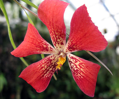 Dendrobium cinnabarinum