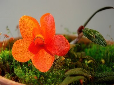 Dendrobium cuthbertsonii