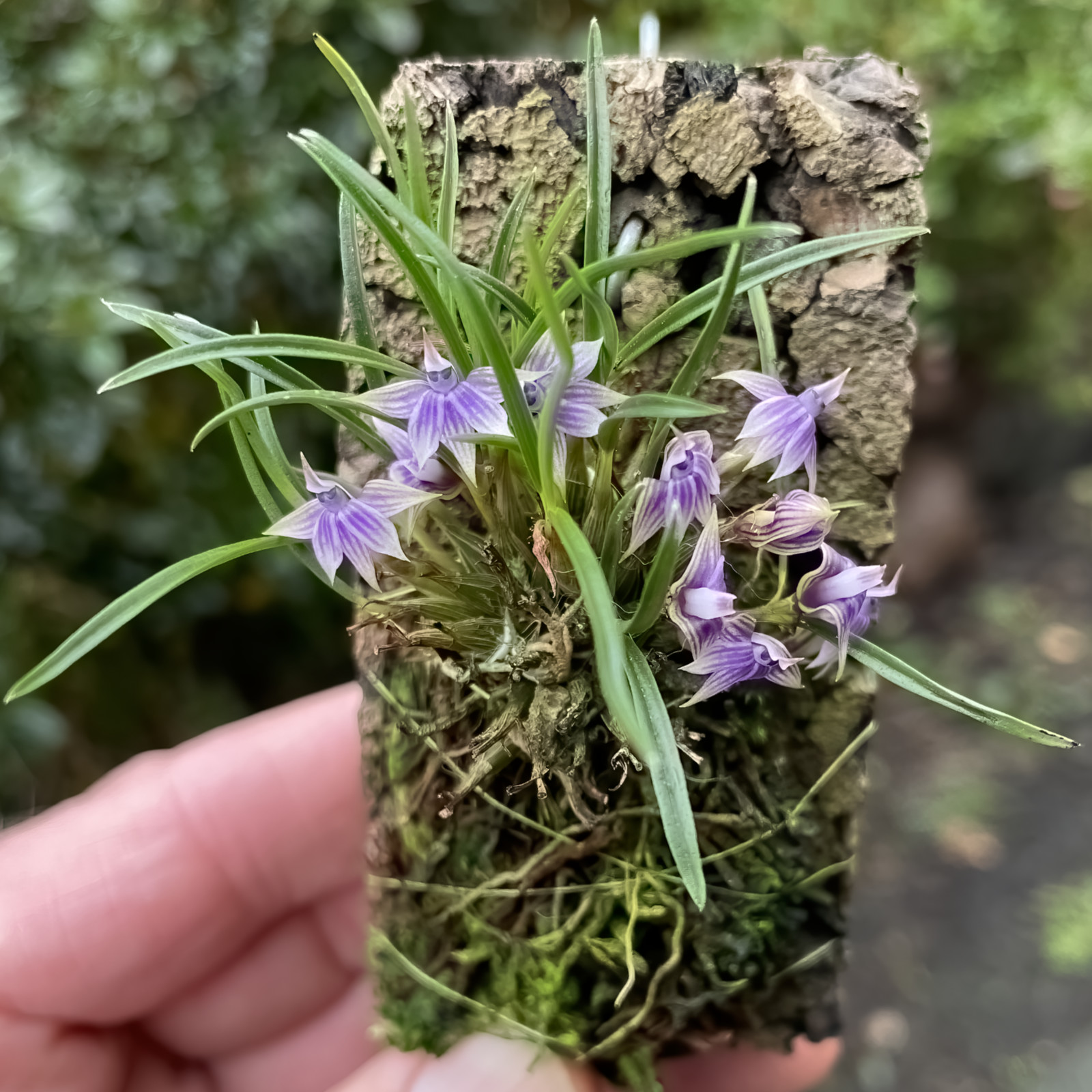 Dendrobium cyanocentrum blau