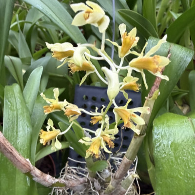 Dendrobium delacourii