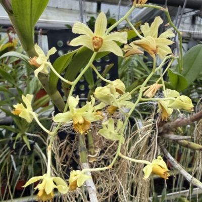 Dendrobium delacourii