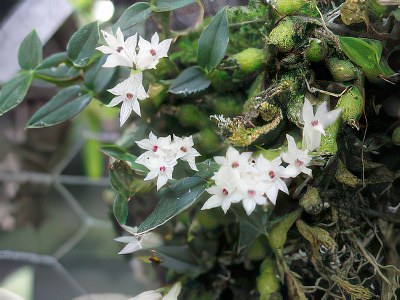 Dendrobium delicatulum