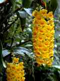 Dendrobium densiflorum