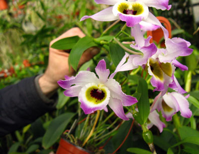 Dendrobium findleyanum var.: Oculatum