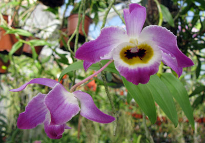 Dendrobium findleyanum var.: Oculatum