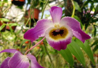 Dendrobium findleyanum var.: Oculatum