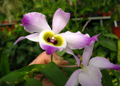 Dendrobium findleyanum var.: Oculatum