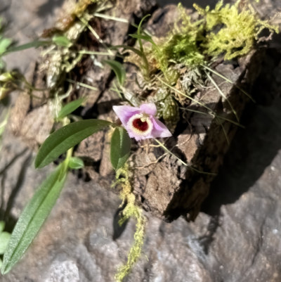 Dendrobium fuscifaucium