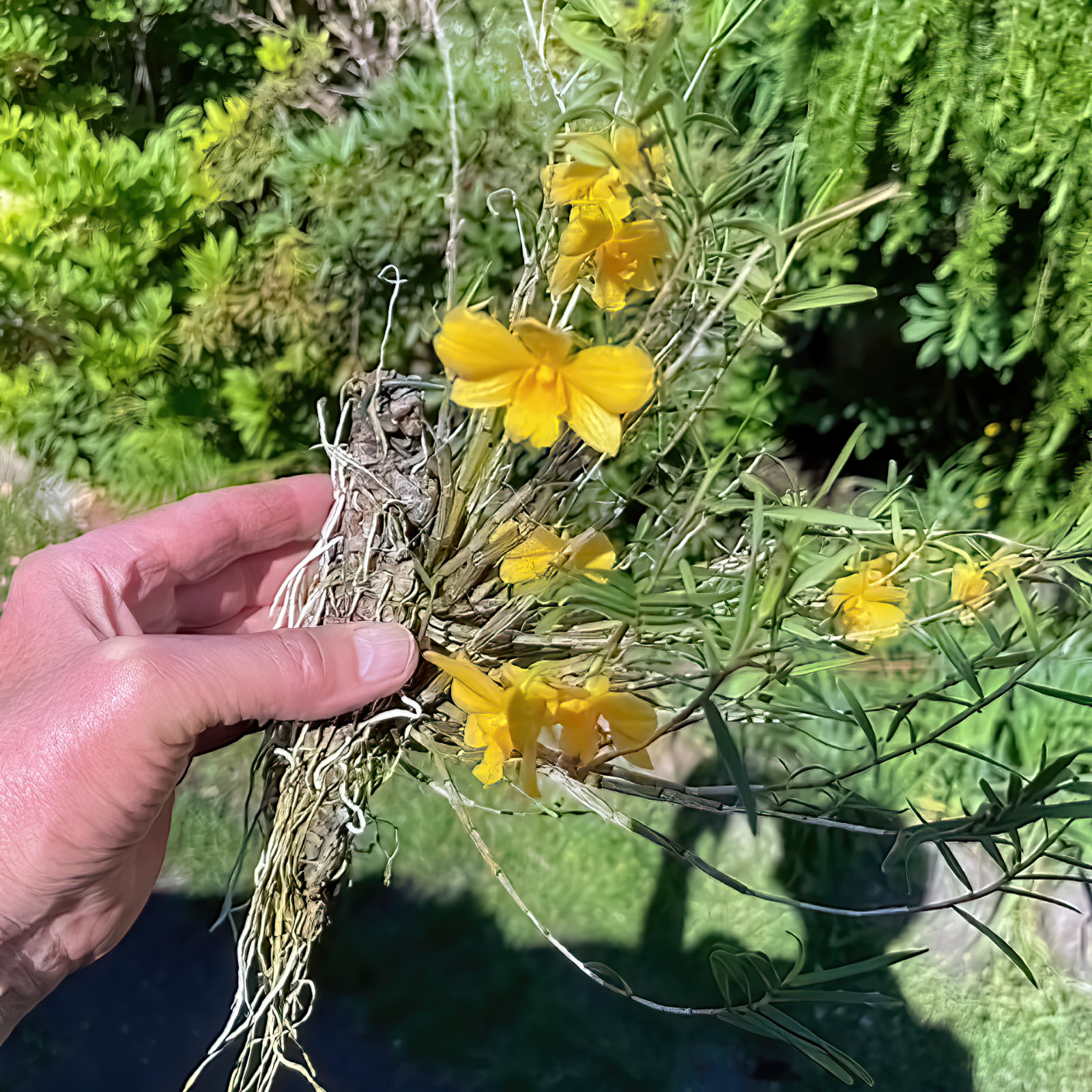 Dendrobium hancockii