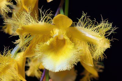 Dendrobium harveanum