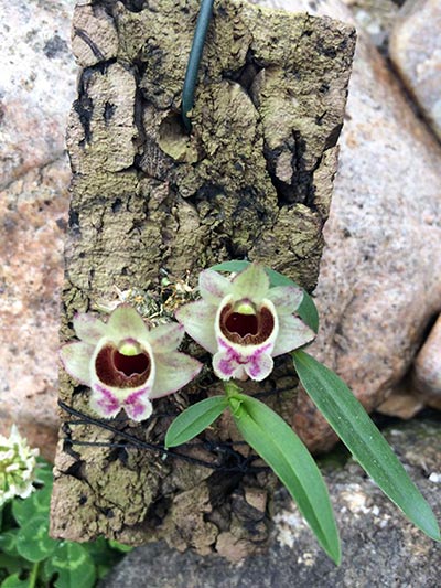 Dendrobium hekouense