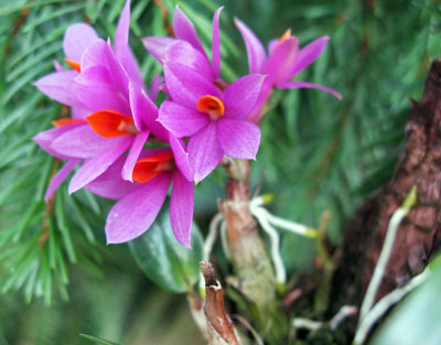 Dendrobium ,Hibici'