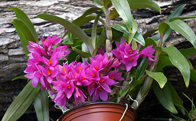 Dendrobium ,Hibici'