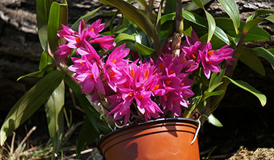 Dendrobium ,Hibici'