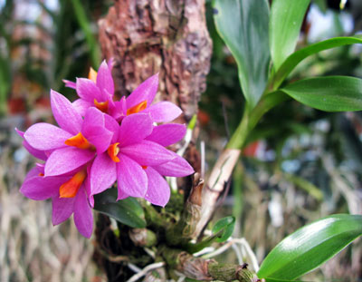 Dendrobium ,Hibici'