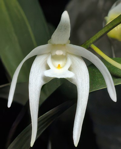 Dendrobium jonesii